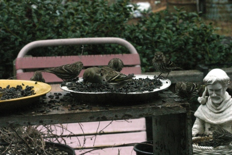 Pine Siskins with one American Goldfinch